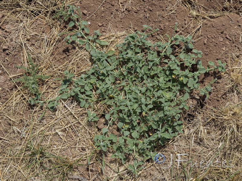 Heliotropium supinum.02
