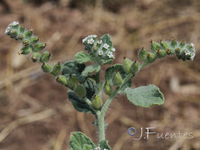 Heliotropium supinum.03