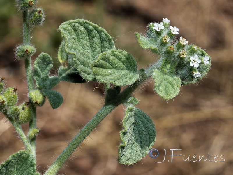 Heliotropium supinum.04