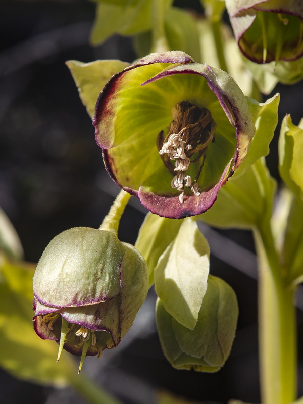 Helleborus foetidus.14