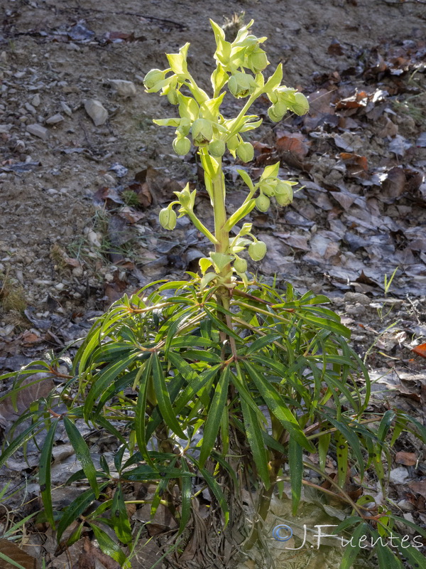 Helleborus foetidus.16