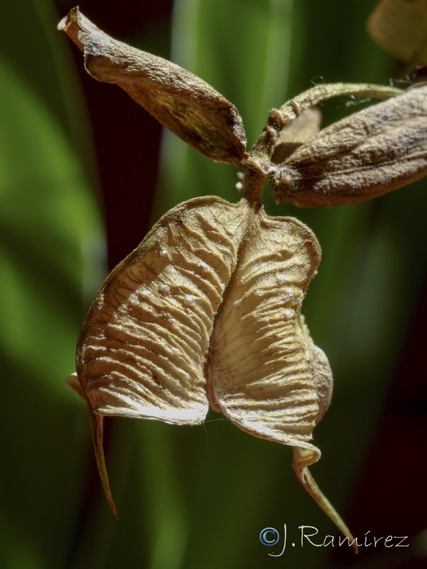 Helleborus foetidus.22