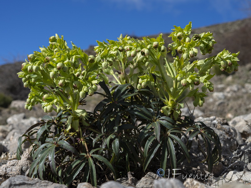 Helleborus foetidus.24