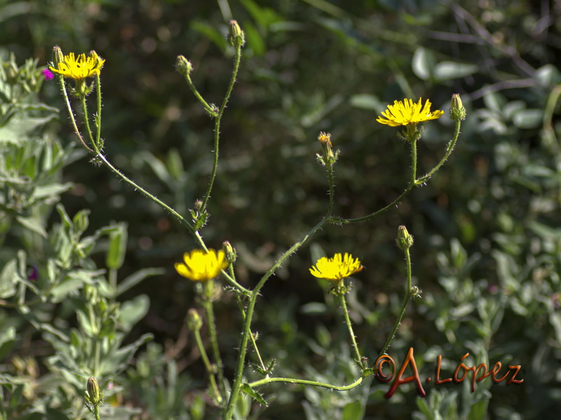 Helminthotheca comosa.13