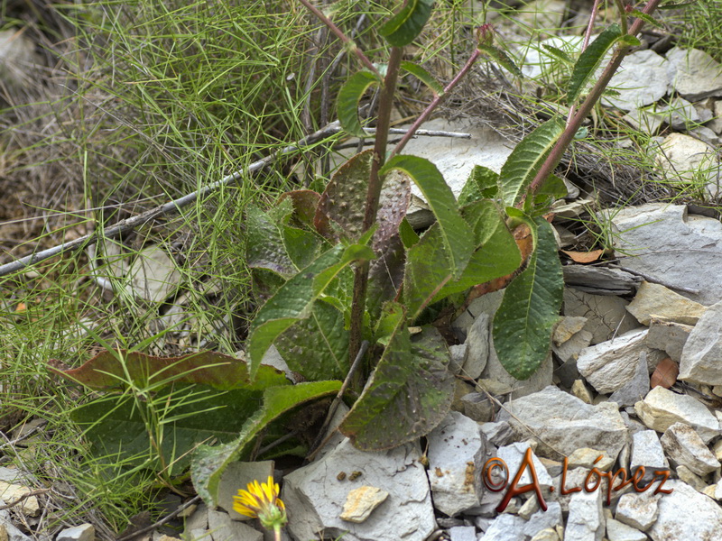 Helmithotheca comosa.02