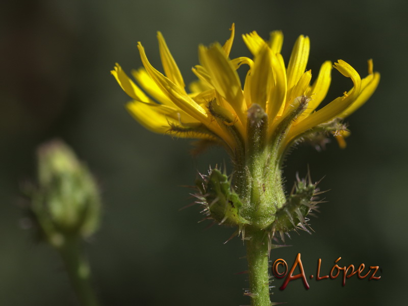 Helmithotheca comosa.08