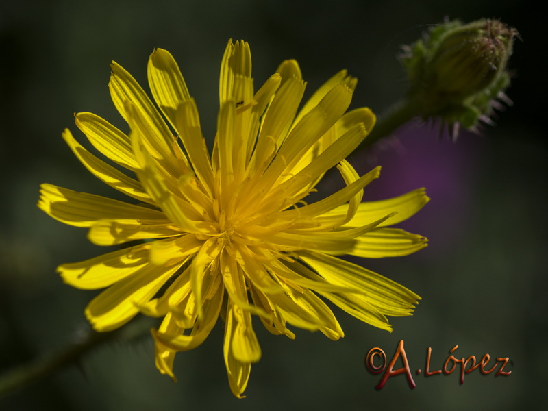 Helmithotheca comosa.10