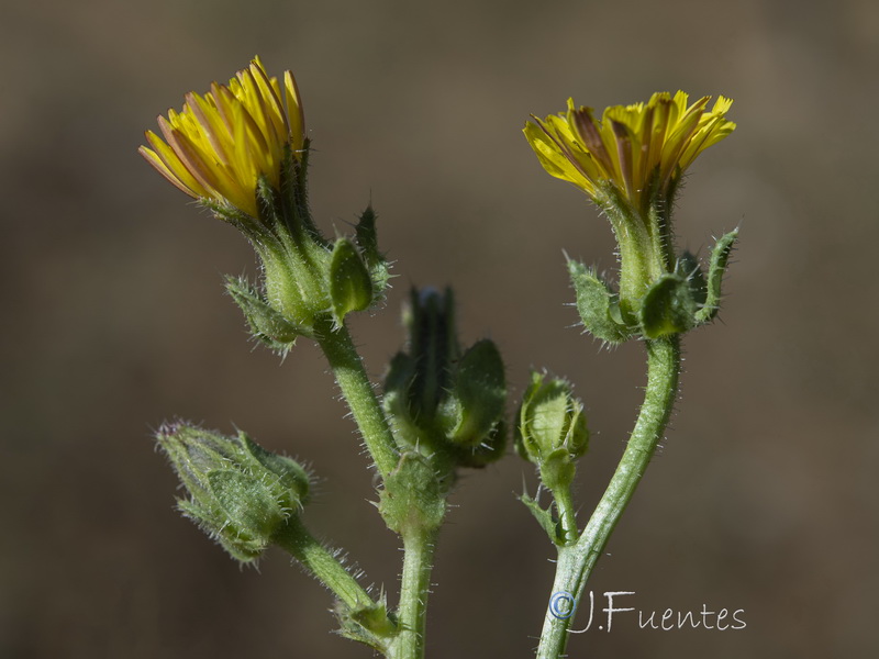 Helmithotheca comosa.12