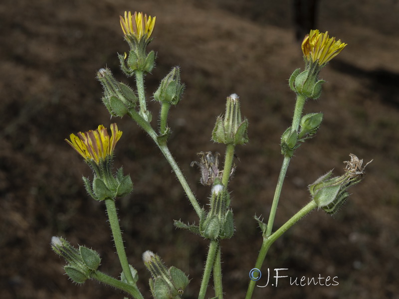 Helmithotheca comosa.05