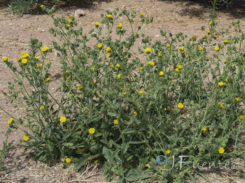 Helminthotheca echioides.02