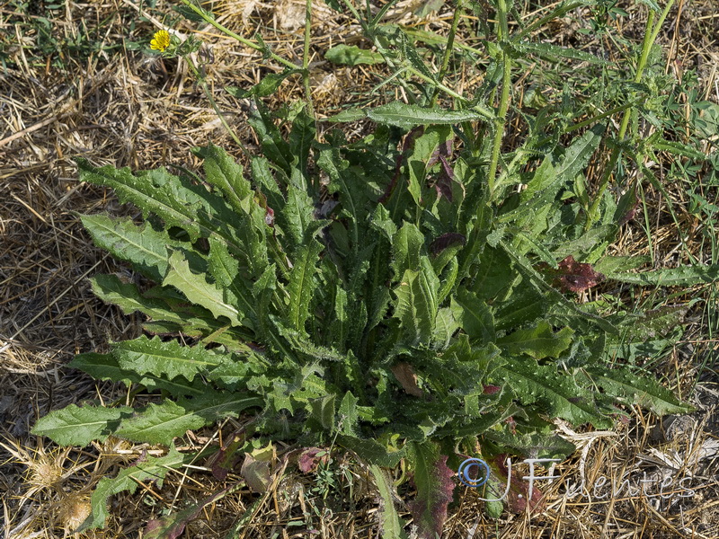 Helminthotheca echioides.03