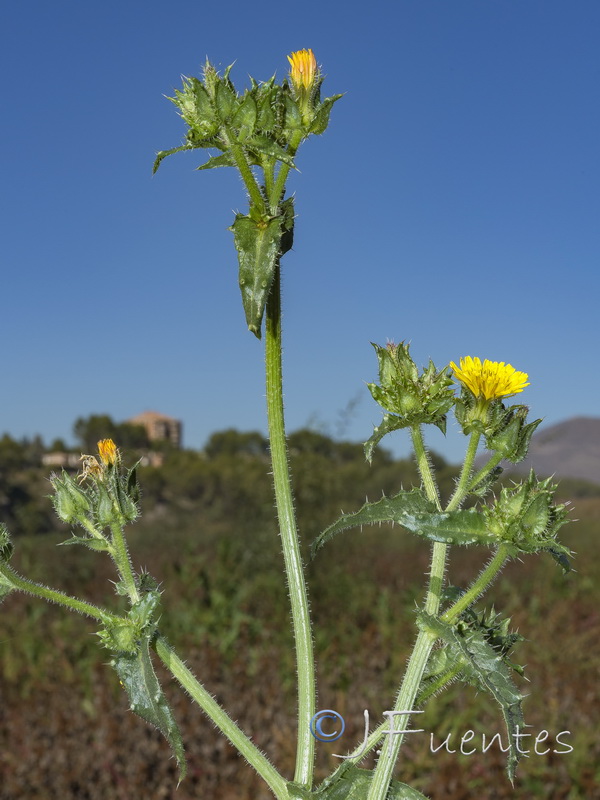 Helminthotheca echioides.04