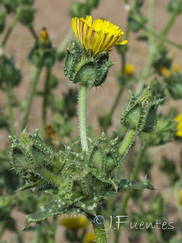 Helminthotheca echioides.06