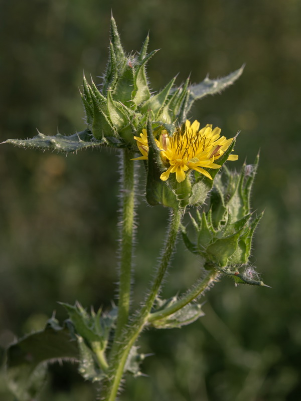 Helminthotheca echioides.13