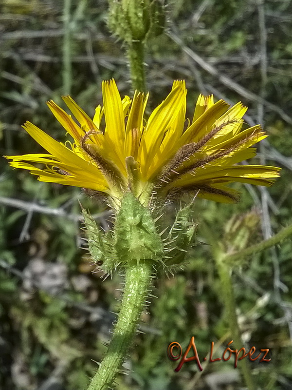 Helminthotheca echioides.19