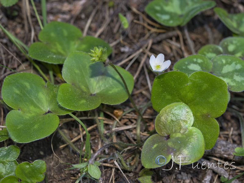 Hepatica nobilis.01