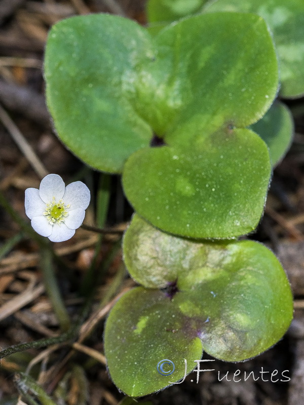 Hepatica nobilis.04