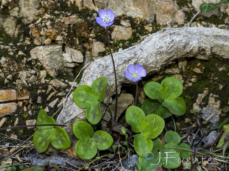 Hepatica nobilis.07