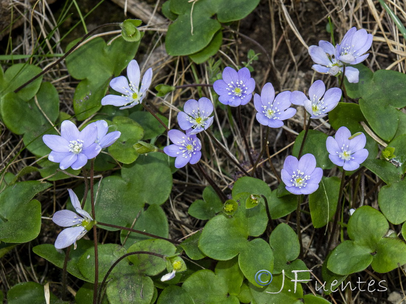 Hepatica nobilis.09