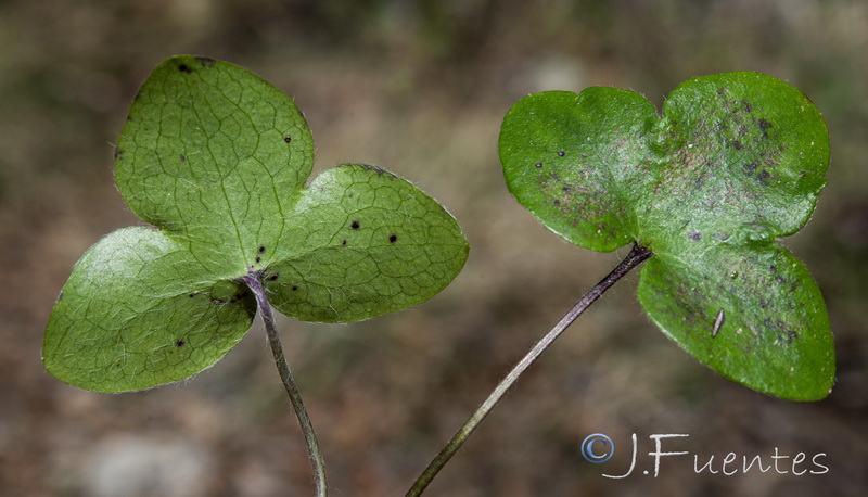 Hepatica nobilis.03