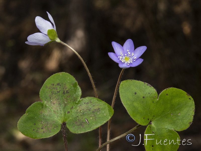 Hepatica nobilis.02
