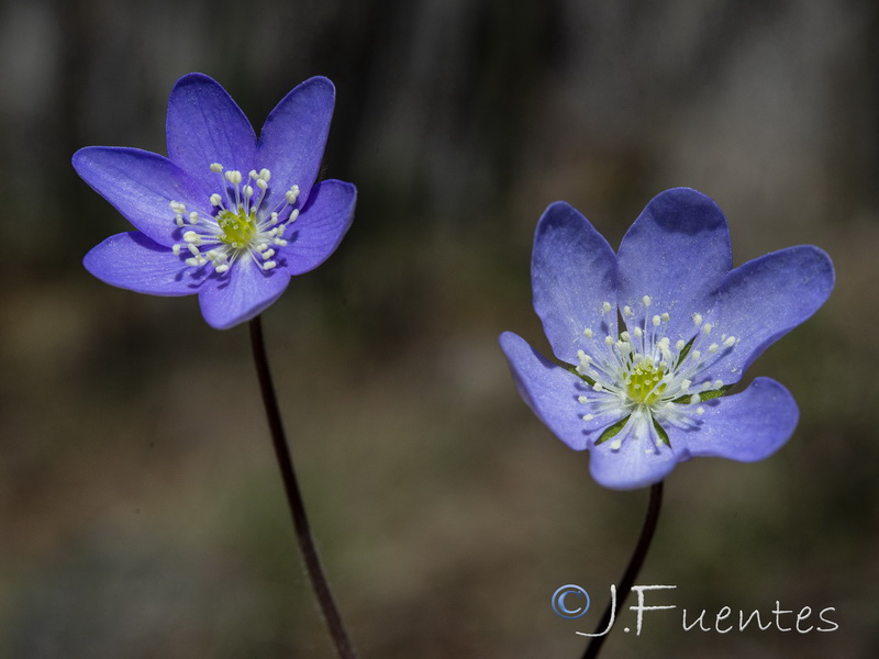 Hepatica nobilis.12