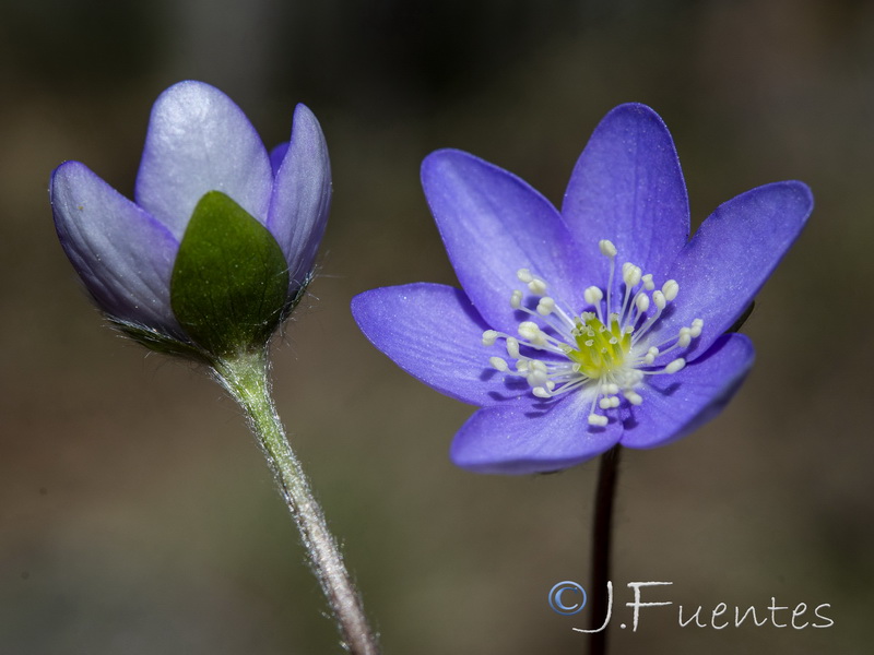 Hepatica nobilis.13