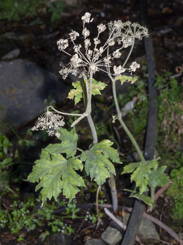 Heracleum sphondylium granatense.02