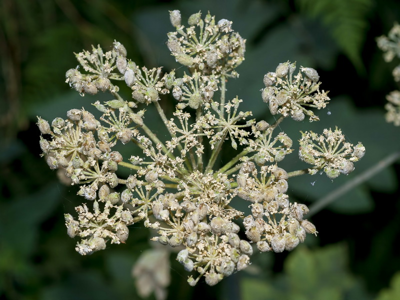 Heracleum sphondylium granatense.05