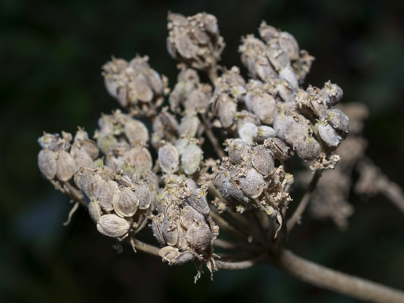 Heracleum sphondylium granatense.06