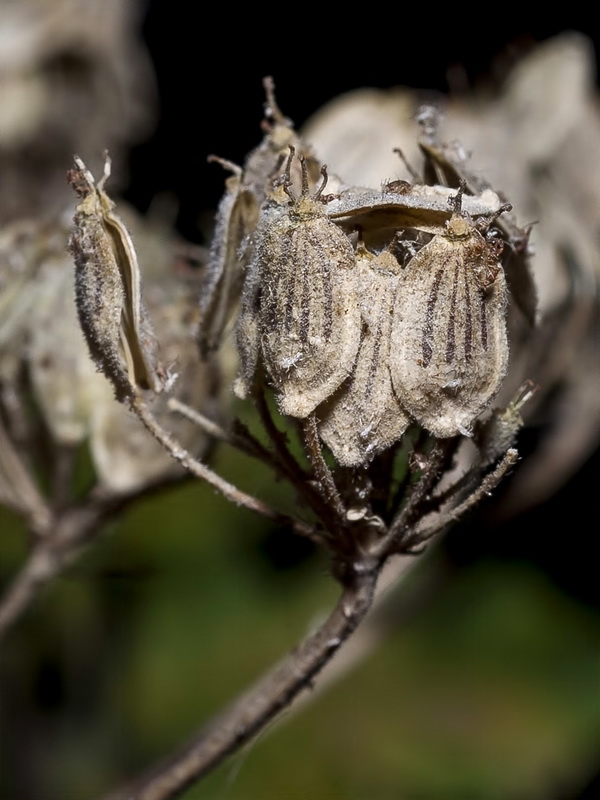 Heracleum sphondylium granatense.07