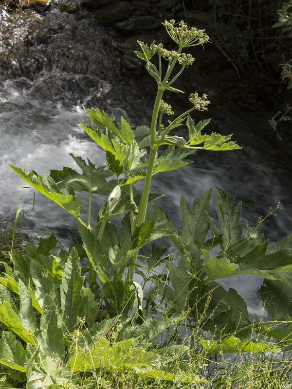 Heracleum sphondylium granatense.09