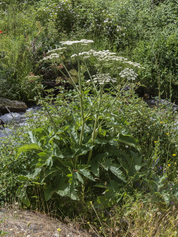 Heracleum sphondylium granatense.13