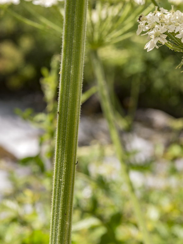 Heracleum sphondylium granatense.14