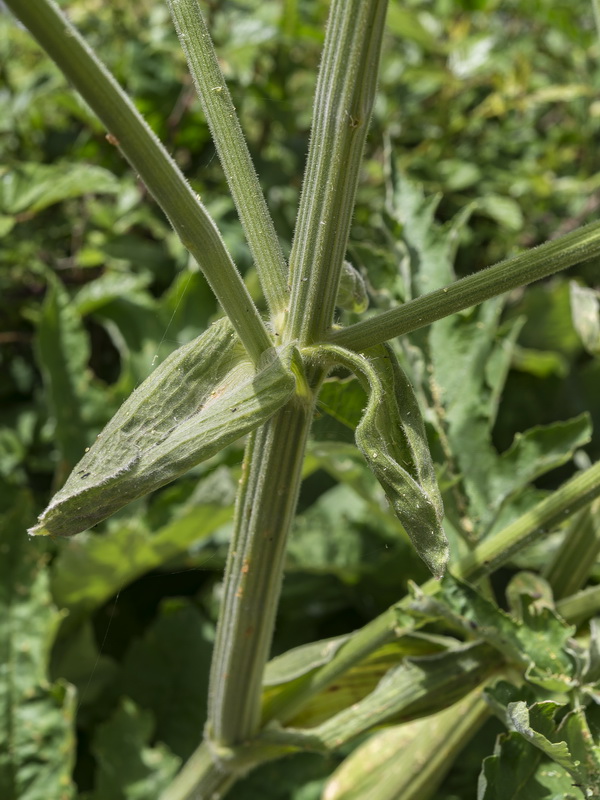 Heracleum sphondylium granatense.15