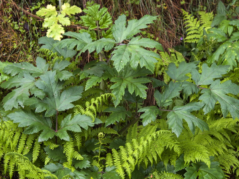 Heracleum sphondylium granatense.17