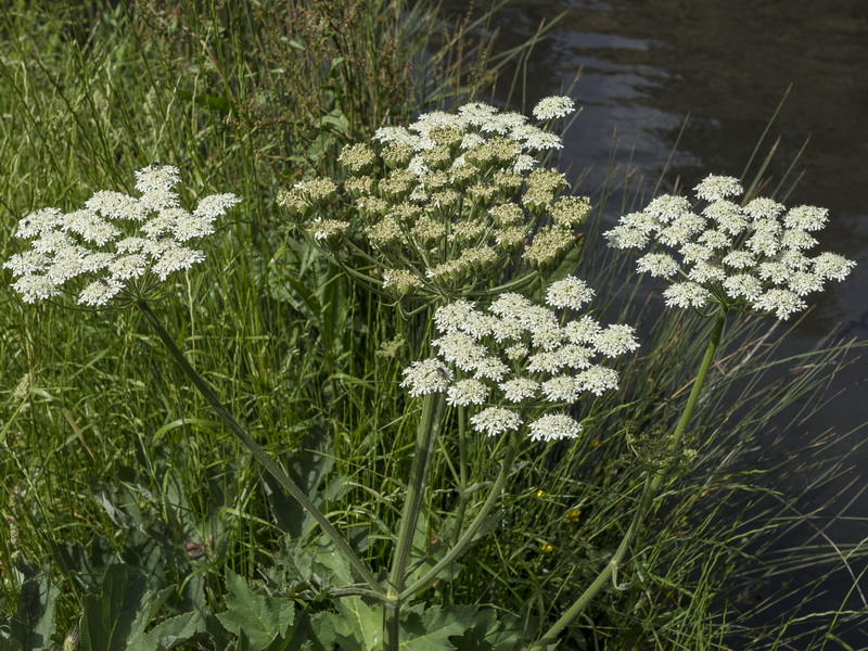 Heracleum sphondylium granatense.18