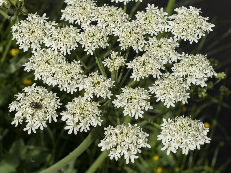 Heracleum sphondylium granatense.19