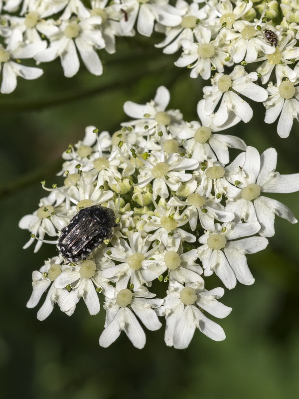 Heracleum sphondylium granatense.22