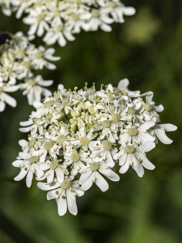 Heracleum sphondylium granatense.23