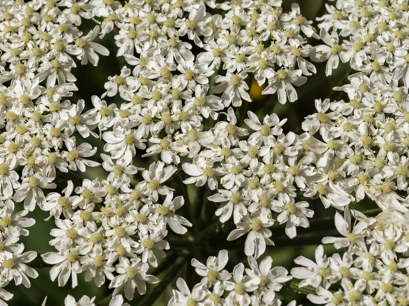 Heracleum sphondylium granatense.24