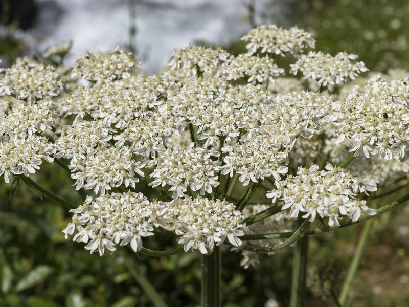 Heracleum sphondylium granatense.26