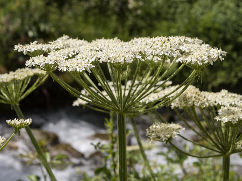 Heracleum sphondylium granatense.27