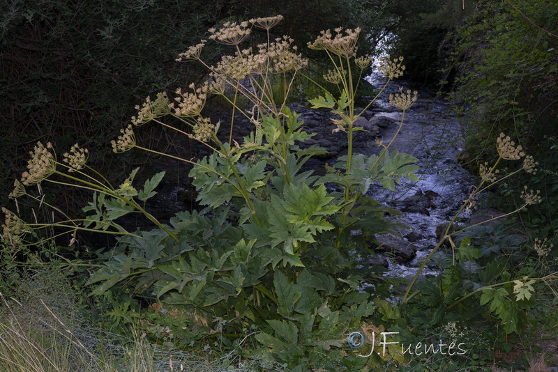 Heracleum sphondylium granatense.29
