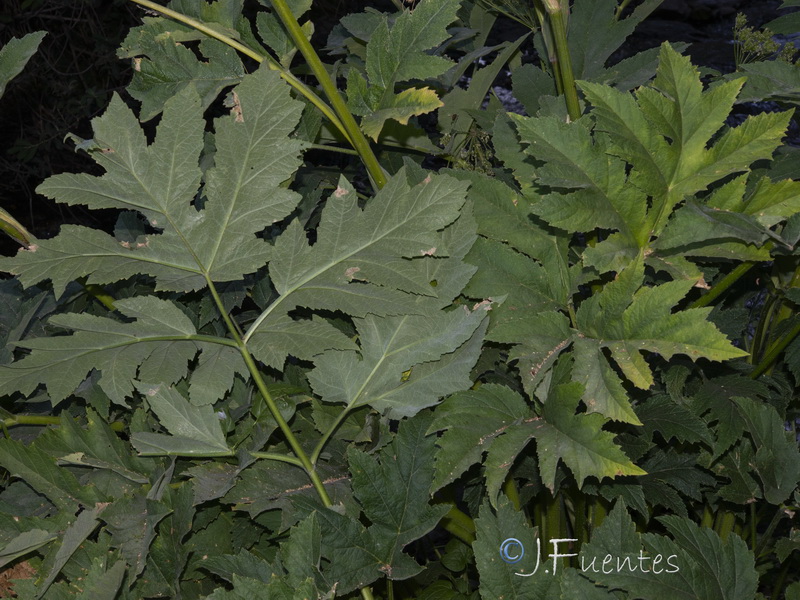 Heracleum sphondylium granatense.31