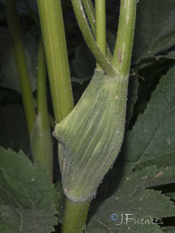Heracleum sphondylium granatense.32