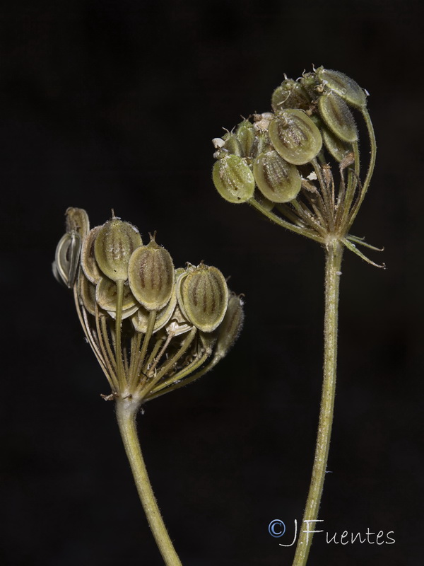 Heracleum sphondylium granatense.07