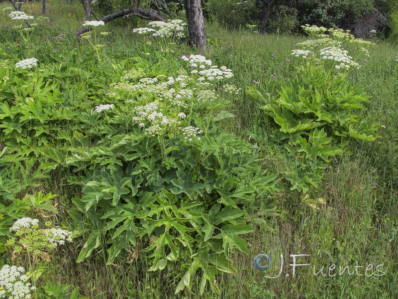 Heracleum sphondylium sphondylium.01