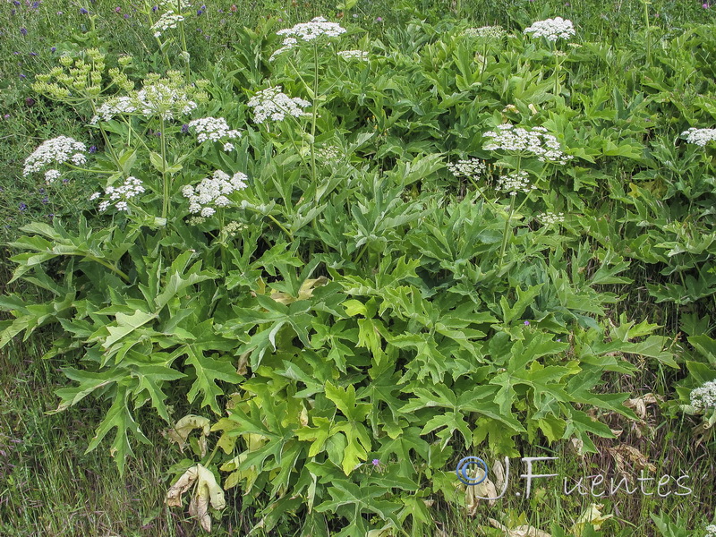 Heracleum sphondylium sphondylium.02
