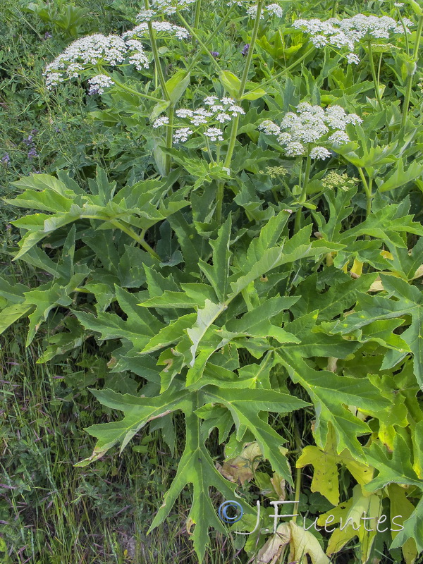 Heracleum sphondylium sphondylium.03
